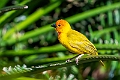 Afican Golden Weaver.20240409-_DSC2341