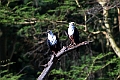 African Fish-Eagle.20240325-_DSC0145