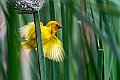 African Golden Weaver..20240402-_DSC0914