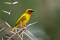 African Golden Weaver.20240402-_DSC0906