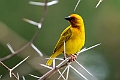 African Golden Weaver.20240402-_DSC0911