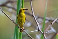 African Golden Weaver.20240402-_DSC0936