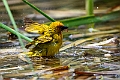 African Golden Weaver.20240402-_DSC0969