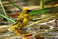 African Golden Weaver.20240402-_DSC0989