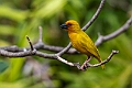 African Golden Weaver.20240409-_DSC2386