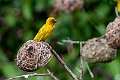 African Golden Weaver.20240409-_DSC2420