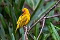 African Golden Weaver.20240409-_DSC2448