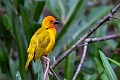 African Golden Weaver.20240409-_DSC2470