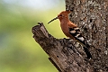 African Hoopoe.20240414-_DSC3195 kopier