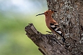 African Hoopoe.20240414-_DSC3209 kopier