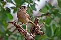 Ashy Cisticola.20240412-_DSC2820