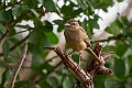 Ashy Cisticola.20240412-_DSC2835