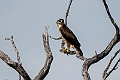 Ayres's Hawk-Eagle.20240413-_DSC3008 kopier