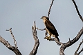 Ayres's Hawk-Eagle.20240413-_DSC3015 kopier