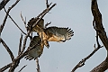 Ayres's Hawk-Eagle.20240413-_DSC3016 kopier