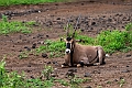 Beisa Oryx.20240403-_DSC1580