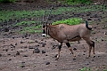 Beisa Oryx.20240403-_DSC1594