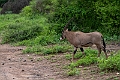 Beisa Oryx.20240403-_DSC1596