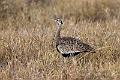 Black-bellied Bustard.20240325-_DSC0289