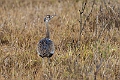 Black-breasted Bustard.20240325-_DSC0281