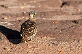 Black-faced Sandgrouse.20240402-_DSC1180