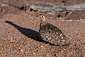 Black-faced Sandgrouse.20240402-_DSC1183