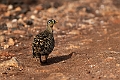 Black-faced Sandgrouse.20240403-_DSC1332