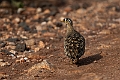 Black-faced Sandgrouse.20240403-_DSC1348