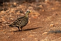 Black-faced Sandgrouse.20240403-_DSC1352