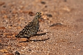 Black-faced Sandgrouse.20240403-_DSC1371