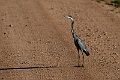 Black-headed Heron.20240412-_DSC2503