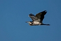 Black-headed Heron.20240412-_DSC2532