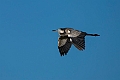 Black-headed Heron.20240412-_DSC2540