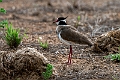 Black-headed Lapwing.20240412-_DSC2810 kopier