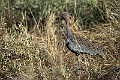 Buff-crested Bustard.20240331-_DSC0814