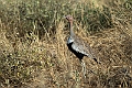 Buff-crested Bustard.20240331-_DSC0831