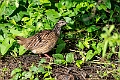 Crested Francolin.20240403-_DSC1292