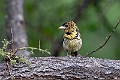 D'Arnaud's Barbet.20240403-_DSC1669