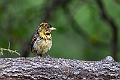 D'Arnaud's Barbet.20240403-_DSC1674