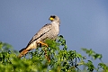 Eastern Chanting Hawk.20240402-_DSC1235