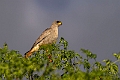 Eastern Chanting Hawk.20240402-_DSC1245