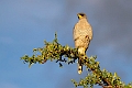 Eastern Chanting Hawk.20240402-_DSC1268