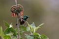 Eastern double-collared Sunbird.20240326-_DSC0319