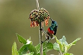 Eastern double-collared Sunbird.20240326-_DSC0321