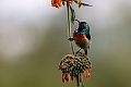 Eastern double-collared Sunbird.20240326-_DSC0341