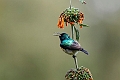 Eastern double-collared Sunbird.20240326-_DSC0344