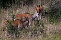 Eland.20240325-_DSC0213