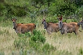 Eland.20240403-_DSC1635