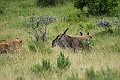 Eland.20240403-_DSC1650