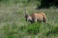 Eland.20240414-_DSC3160 kopier